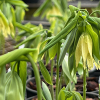 Uvularia grandiflora var. pallida